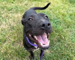 Shelter Stray Female Dog last seen CHARLOTTE, 8315 Byrum Dr, Charlotte, NC 28217, USA