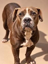 Shelter Stray Male Dog last seen Near BLOCK CLEVELAND RD, 2020 Forest St, Jacksonville, FL 32204, USA