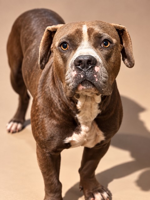 Shelter Stray Male Dog last seen Near BLOCK CLEVELAND RD, 2020 Forest St, Jacksonville, FL 32204, USA