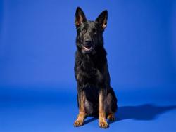 Shelter Stray Female Dog last seen Near BLOCK NEW BERLIN ROAD/TERRY'S GRILL, 2020 Forest St, Jacksonville, FL 32204, USA