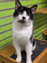 Shelter Stray Male Cat last seen WEST ALTON, 4850 Mid Rivers Mall Dr, St Peters, MO 63376, USA
