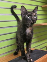 Shelter Stray Female Cat last seen WENTZVILLE, 4850 Mid Rivers Mall Dr, St Peters, MO 63376, USA