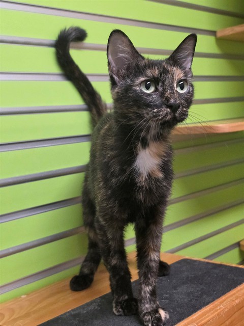 Shelter Stray Female Cat last seen WENTZVILLE, 4850 Mid Rivers Mall Dr, St Peters, MO 63376, USA