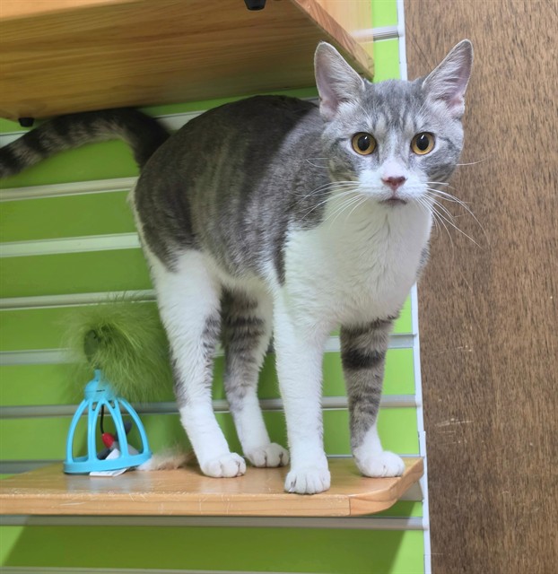 Shelter Stray Male Cat last seen OFALLON, 4850 Mid Rivers Mall Dr, St Peters, MO 63376, USA