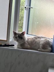 Lost Male Cat last seen Palmers green, Greater London, England N13 6JB