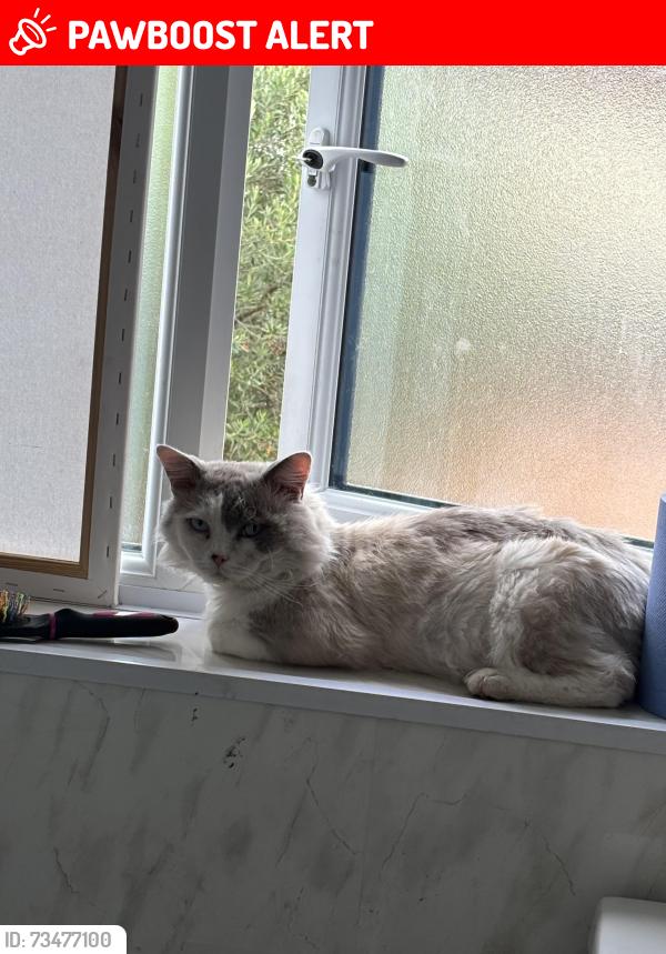 Lost Male Cat last seen Palmers green, Greater London, England N13 6JB