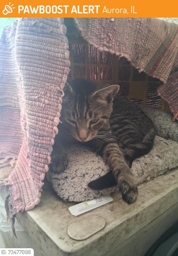 Found/Stray Male Cat last seen Hinman and oakland, Aurora, IL 60505