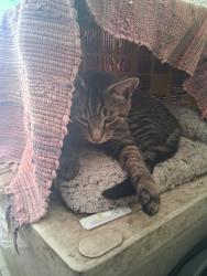 Found/Stray Male Cat last seen Hinman and oakland, Aurora, IL 60505
