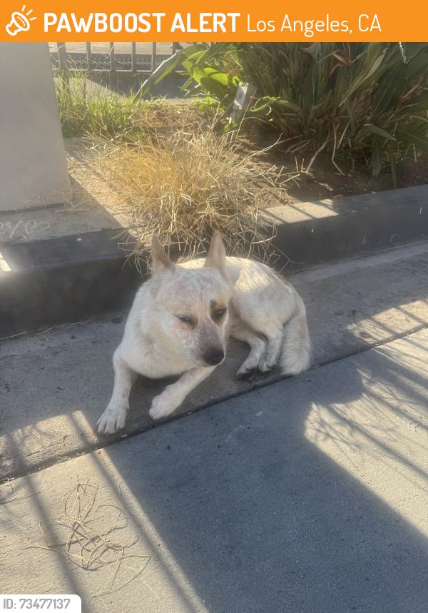 Found/Stray Male Dog last seen Between washignton and s san pedro, Los Angeles, CA 90015
