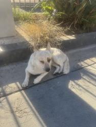 Found/Stray Male Dog last seen Between washignton and s san pedro, Los Angeles, CA 90015