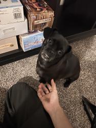Lost Female Dog last seen Foxwood & Cedarhill, San Antonio, TX 78238