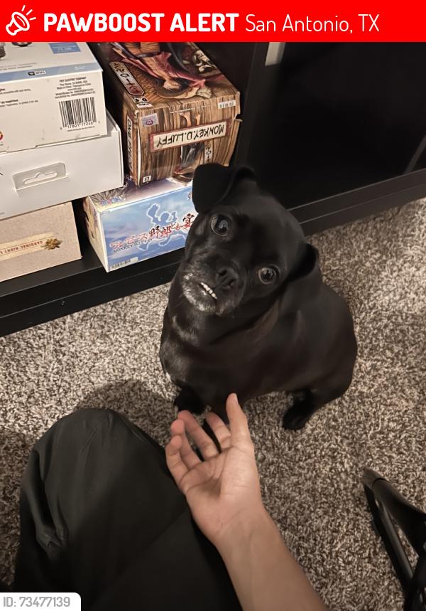 Lost Female Dog last seen Foxwood & Cedarhill, San Antonio, TX 78238