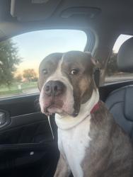Found/Stray Male Dog last seen Main Street, North Richland Hills, TX 76182