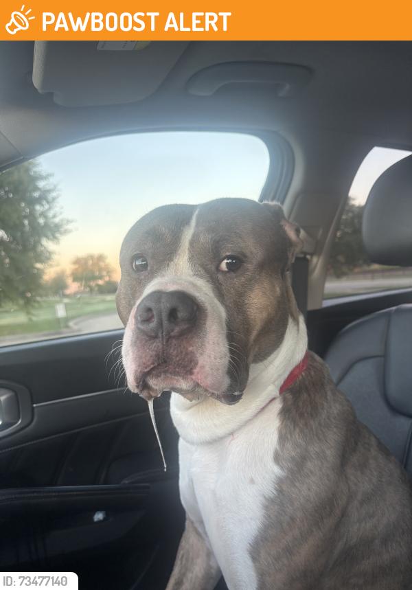 Found/Stray Male Dog last seen Main Street, North Richland Hills, TX 76182