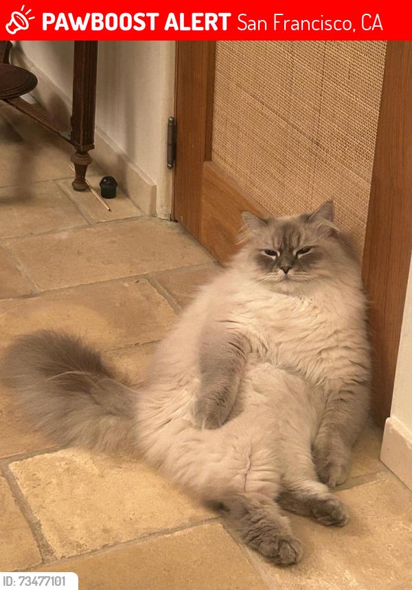 Lost Male Cat last seen Near Central ave, San Francisco, CA 94115