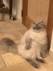 Lost Male Cat last seen Near Central ave, San Francisco, CA 94115