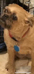 Lost Female Dog last seen Garrison and South Oak, Seneca, SC 29678