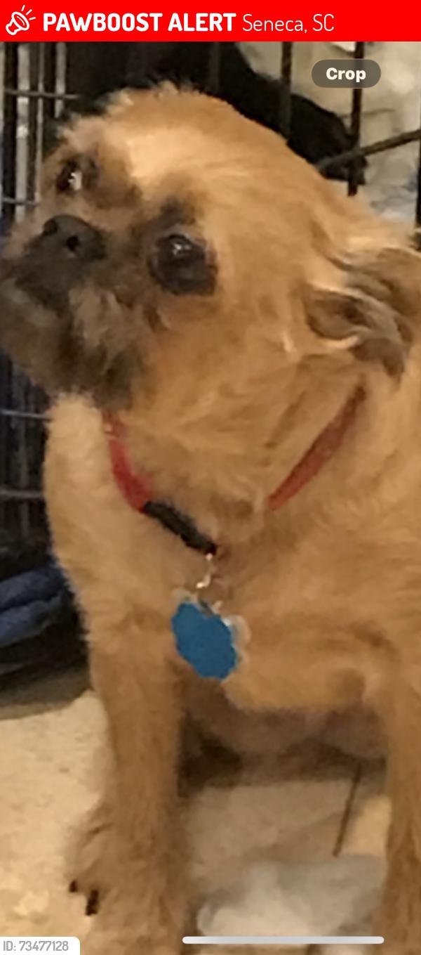 Lost Female Dog last seen Garrison and South Oak, Seneca, SC 29678