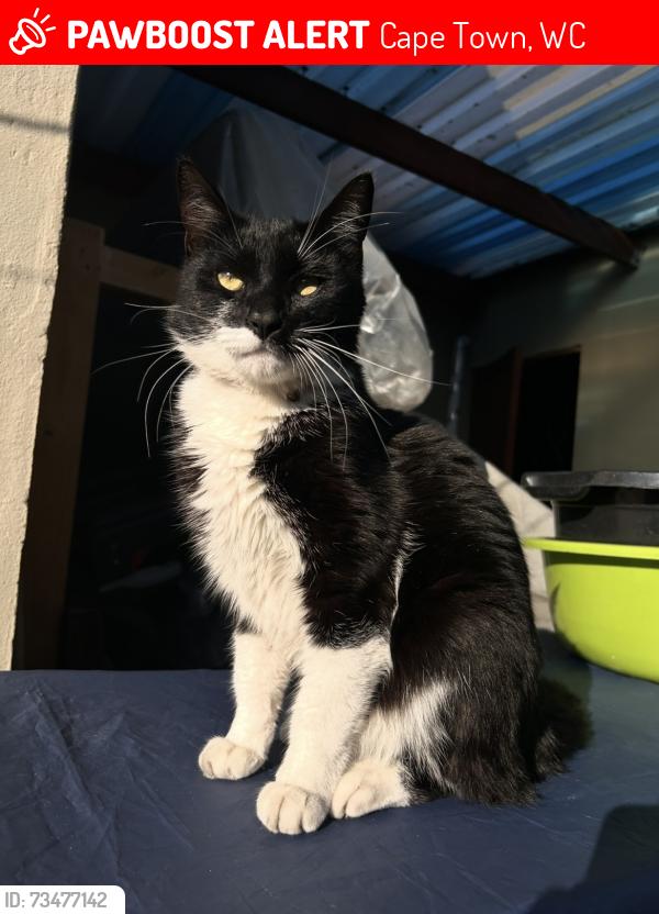 Lost Male Cat last seen Fisherman’s walk, Cape Town, WC 7805