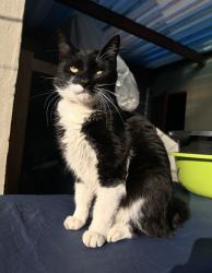 Lost Male Cat last seen Fisherman’s walk, Cape Town, WC 7805