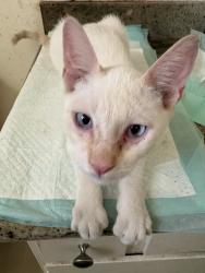 Found/Stray Male Cat last seen Evelyn, Gardena, CA 90248