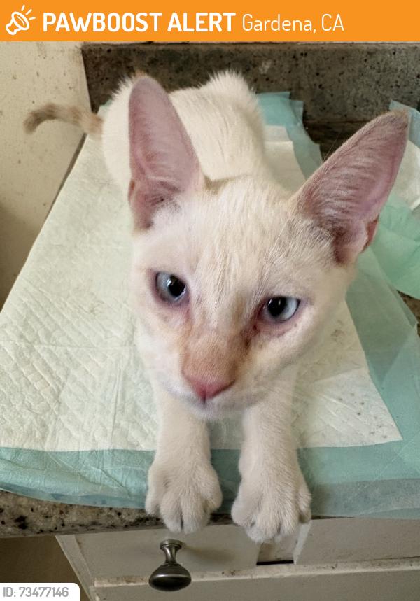 Found/Stray Male Cat last seen Evelyn, Gardena, CA 90248
