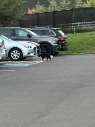 Found/Stray Unknown Cat last seen Parking lot by mayers meats, Vancouver, WA 98686