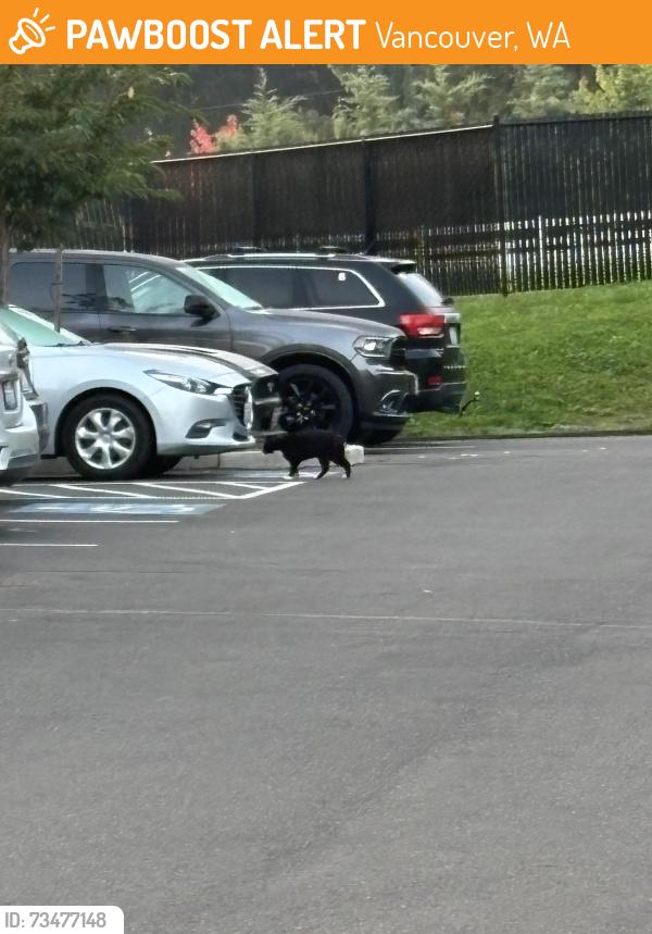 Found/Stray Unknown Cat last seen Parking lot by mayers meats, Vancouver, WA 98686
