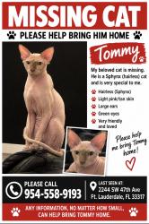 Reunited Male Cat last seen Near Sw 47th ave, Fort Lauderdale, 33317, Broward County, FL 33317