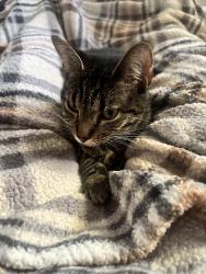 Lost Female Cat last seen Near Sawtooth Oak Lane in Hidden Lakess, Youngsville, NC 27596