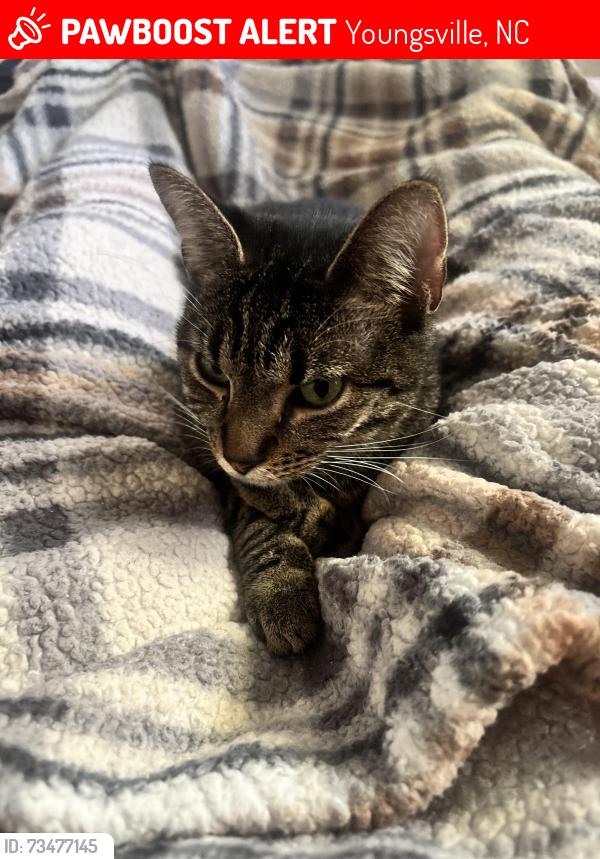 Lost Female Cat last seen Near Sawtooth Oak Lane in Hidden Lakess, Youngsville, NC 27596
