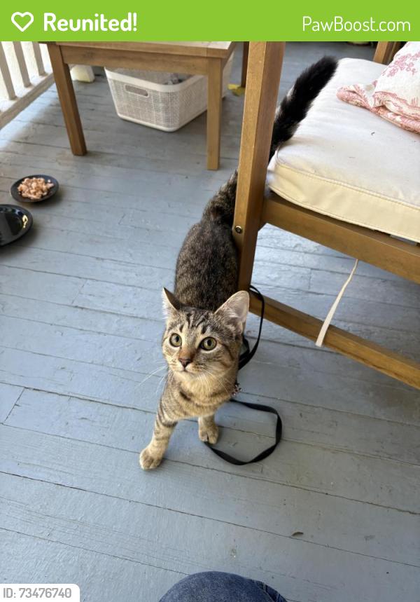 Reunited Unknown Cat last seen Ashe ave, Raleigh, NC 27605