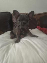 Reunited Male Dog last seen 49th Street and 43th terrace, Fort Lauderdale, FL 33314