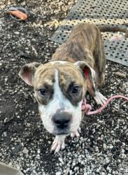 Shelter Stray Female Dog last seen Near Cress Way Drive, Decatur, GA, 30034, 30034, GA, 3280 Chamblee Dunwoody Rd, Chamblee, GA 30341, USA