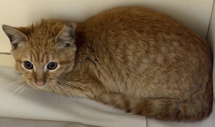 Shelter Stray Male Cat last seen Near Buford Hwy NE, Atlanta, GA 30345, 30345, GA, 3280 Chamblee Dunwoody Rd, Chamblee, GA 30341, USA