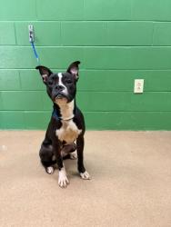 Shelter Stray Male Dog last seen High Shoals Road, 29624, Anderson County, SC, 1320 US-29, Anderson, SC 29626, USA
