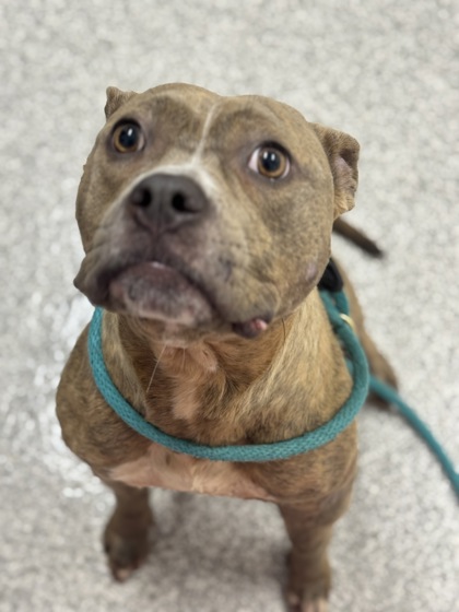 Shelter Stray Female Dog last seen Near Lyndale ave, 21213, MD, 2490 Giles Rd, Baltimore, MD 21225, USA