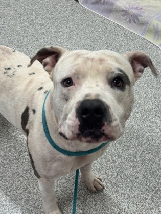 Shelter Stray Male Dog last seen Near Grinnalds Ave., 21230, MD, 2490 Giles Rd, Baltimore, MD 21225, USA