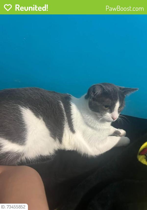 Reunited Female Cat last seen Lorain Avenue, Western Avenue, Cleveland, OH 44111