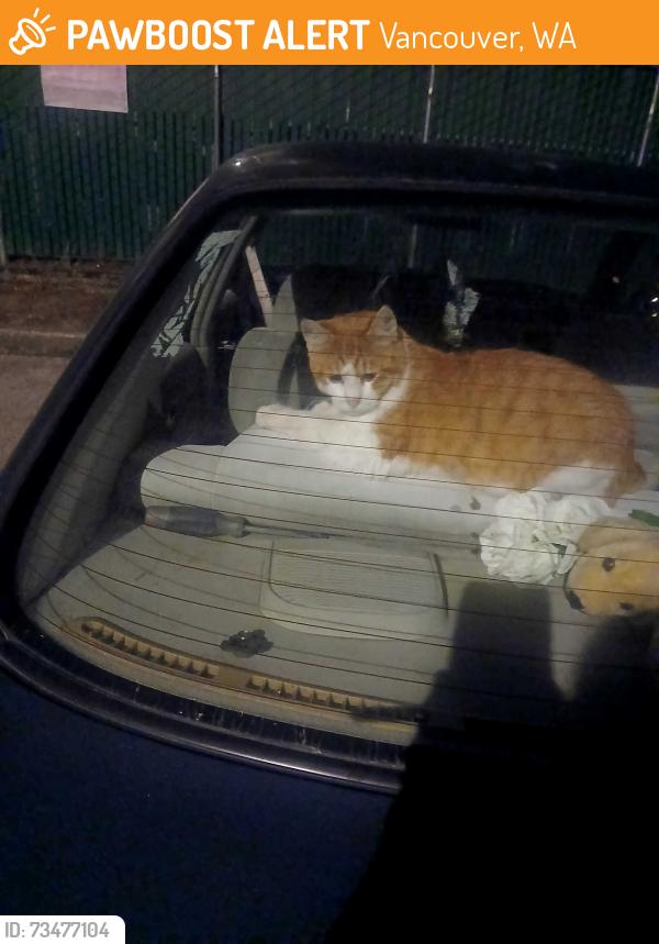 Found/Stray Male Cat last seen In my yard on his tote that I made for him to stay warm an dry, Vancouver, WA 98661