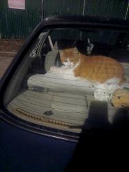 Found/Stray Male Cat last seen In my yard on his tote that I made for him to stay warm an dry, Vancouver, WA 98661