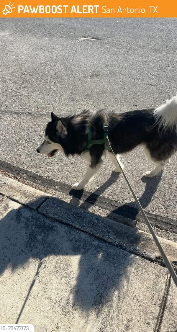 Found/Stray Male Dog last seen Annuziata and Volante, San Antonio, TX 78253