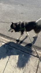 Found/Stray Male Dog last seen Annuziata and Volante, San Antonio, TX 78253