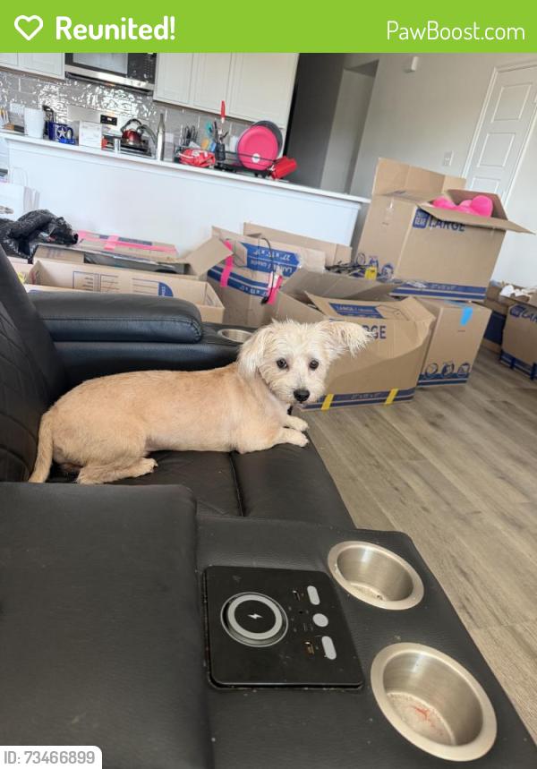 Reunited Male Dog last seen Glee Stem and Epiphany, Lavon, TX 75166