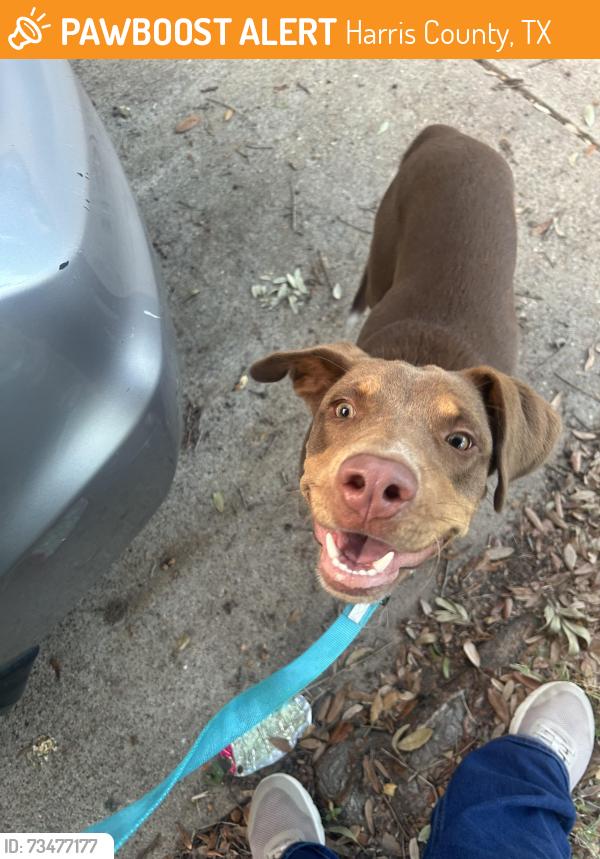 Found/Stray Male Dog last seen Raintree Village Dr and Raingreen, Harris County, TX 77449