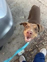 Found/Stray Male Dog last seen Raintree Village Dr and Raingreen, Harris County, TX 77449