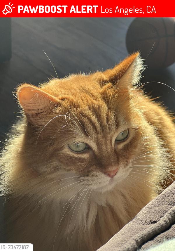 Lost Female Cat last seen Culver Blvd and Mclaughlin, Los Angeles, CA 90066