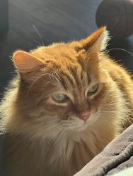 Lost Female Cat last seen Culver Blvd and Mclaughlin, Los Angeles, CA 90066