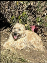 Lost Male Dog last seen Seneca Way and Plateau Way, Bear Valley Springs, CA 93561