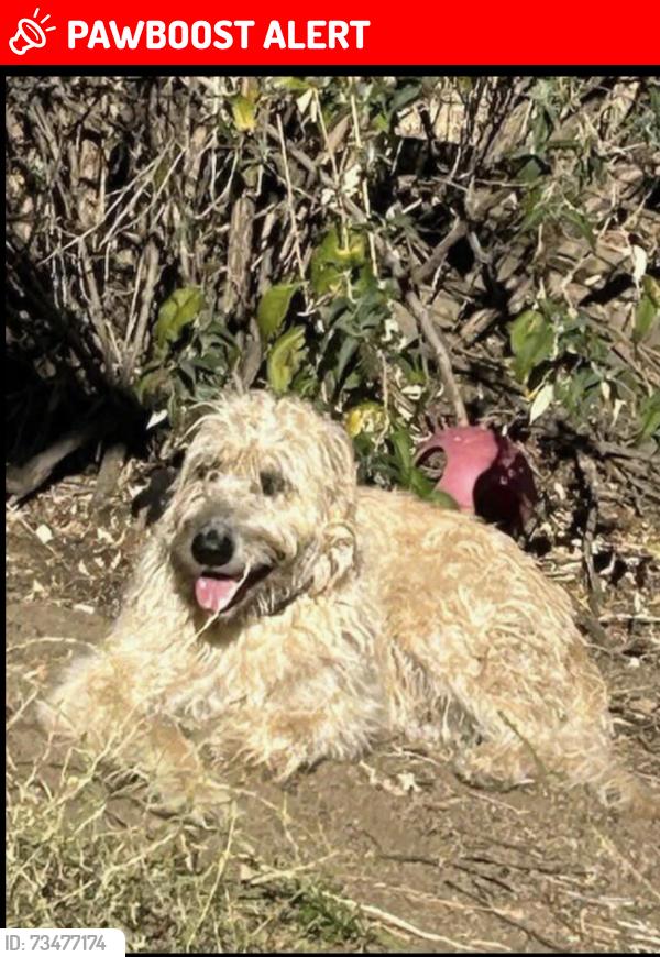 Lost Male Dog last seen Seneca Way and Plateau Way, Bear Valley Springs, CA 93561